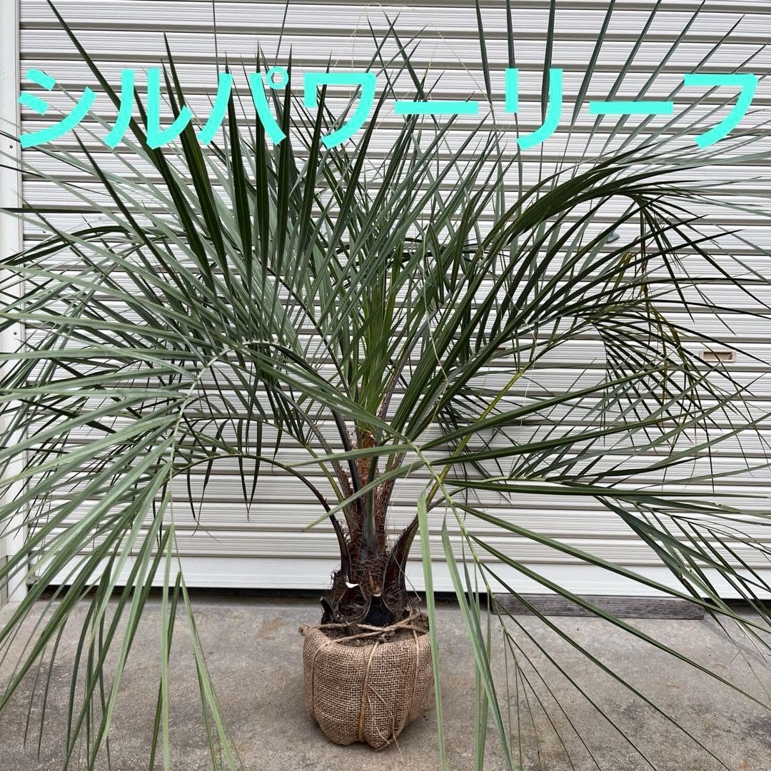 新品 エバゴス 籐製バスケット 青色内布 人気 新品 エバゴス 籐製